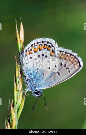 Idas blue or northern blue, Idas-Bläuling, Plebejus idas magnagraeca, Lycaeides idas magnagraeca, északi boglárka Stock Photo