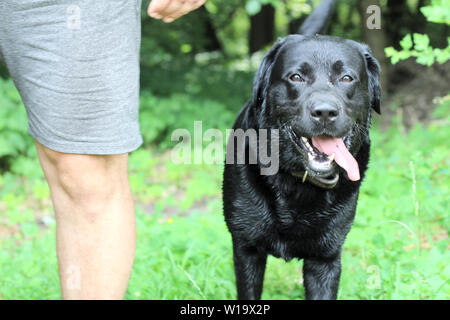 big black dog with fallen out tongue standing next to a man in gray shorts Stock Photo
