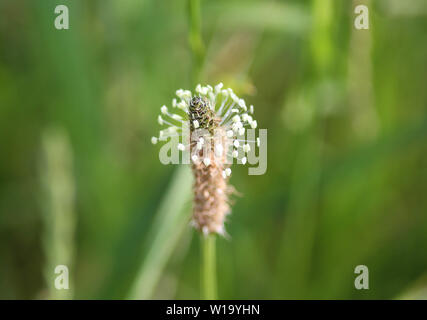 Close up of ribwort plantain in field Stock Photo