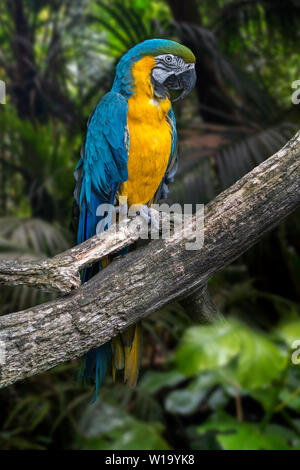 Blue-and-yellow macaw / blue-and-gold macaw (Ara ararauna) South American parrot native to Venezuela, Peru, Brazil, Bolivia, and Paraguay Stock Photo