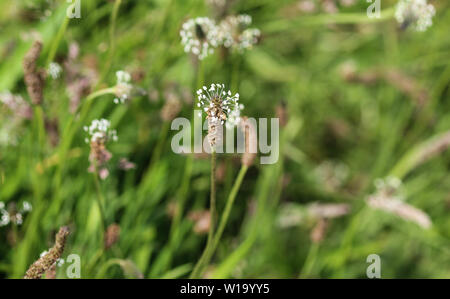 Close up of ribwort plantain in field Stock Photo