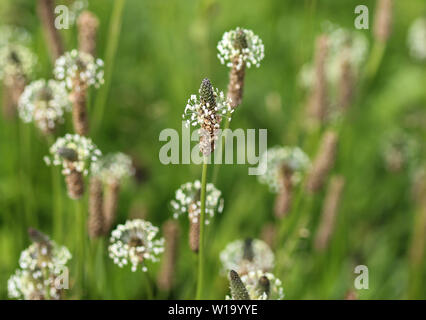 Close up of ribwort plantain in field Stock Photo