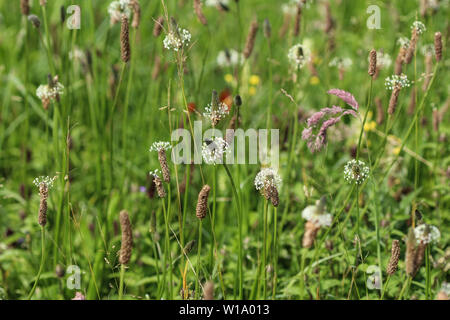 Close up of ribwort plantain in field Stock Photo