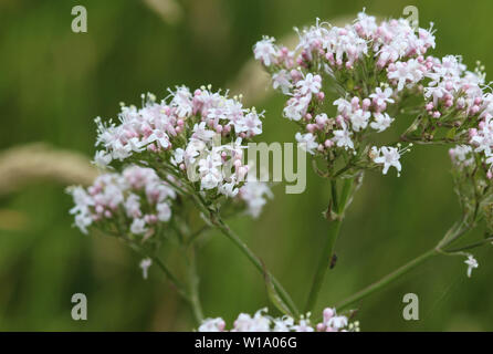 close up of marsh valerian or Valeriana dioica, blooming in spring Stock Photo