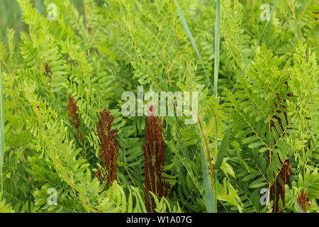 close up of Osmunda regalis, or royal fern, blooming in spring Stock Photo