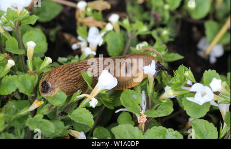 The red slug (Arion rufus), also known as the large red slug, chocolate arion and European red snail, eating leafs in the garden Stock Photo