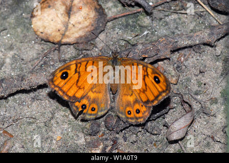 wall brown, Mauerfuchs, Lasiommata megera, vörös szemeslepke Stock Photo