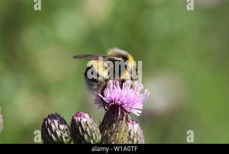 close up of the heath humble-bee or small heath bumblebee, Bombus jonellus Stock Photo