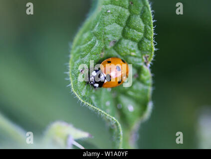 close up of seven-spot ladybird on leaf Stock Photo