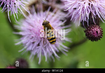 close up of Syrphus ribesii hoverfly Stock Photo