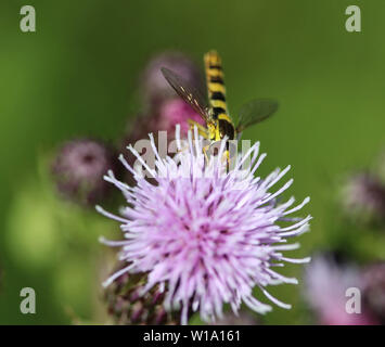 close up of Sphaerophoria scripta flower Stock Photo