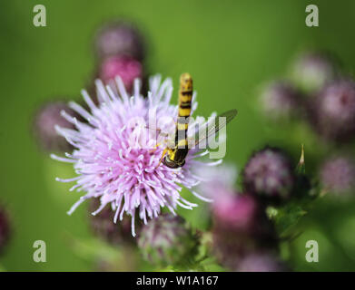 close up of Sphaerophoria scripta flower Stock Photo