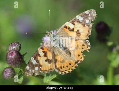close up of painted lady butterfly on flower Stock Photo