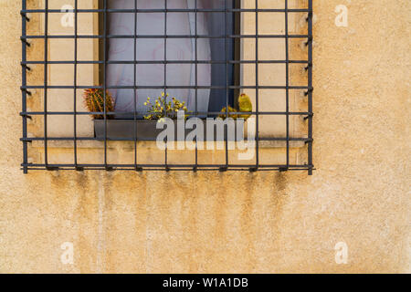 Two cacti and small yellow flowers planted in a row in a gray plant pot behind a metal window grille on an orange house wall with one window. water tr Stock Photo
