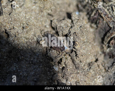 close up of simply rough woodlouse Stock Photo