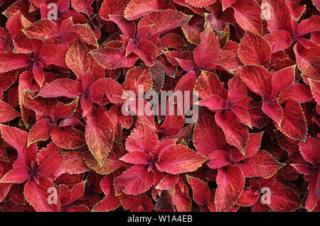 Bright red leaves of perennial plant coleus, plectranthus scutellarioides. Decorative red velvet coleus fairway plants. Stock Photo