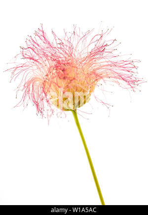 pink silk tree flower isolated on white Stock Photo