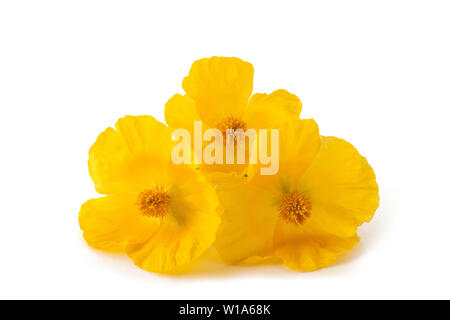 Yellow horned poppy flowers isolated on white background Stock Photo