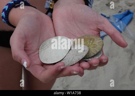 Hands holding a collection of different colored sand dollars. Stock Photo