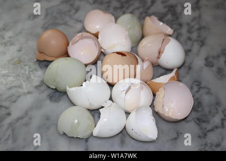 Tinted eggshells from several different chicken breeds like Araucana,  Black Australorp, Polish, Speckled Sussex, Barred Rock and other breeds. Stock Photo