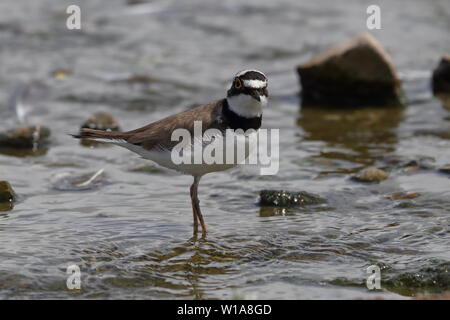 Adult Little Ringed Plover Stock Photo