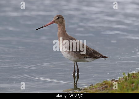 Black-tailed Godwit Stock Photo