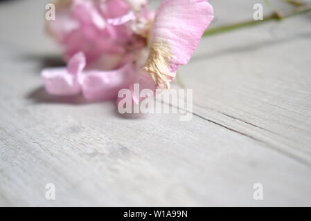Pink withering rose with one petal turning brown lying on a light grey wooden floor. Stock Photo