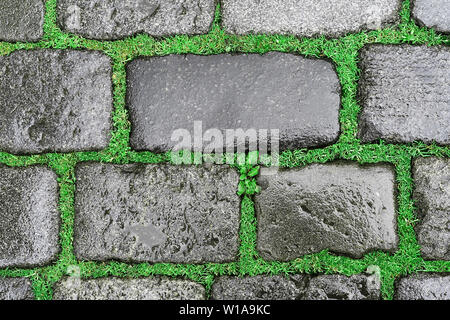 Background of old grey cobblestone pavement wet after the rain with bright green grass in the seams. Top view. Stock Photo
