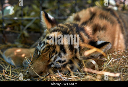 cubs play with each other Stock Photo