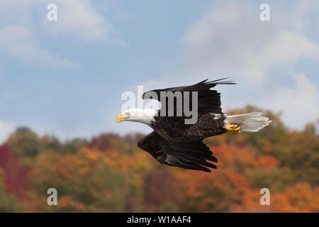 In maximum aerodynamic form, a bald eagle darts across an colorful autumn skyline. Stock Photo