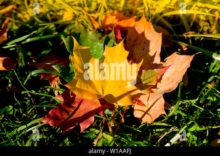 Autumn. Multicolored maple leaves lie on the grass. Autumn fallen yellow maple leaf lies on a green grass. Fall Landscape with Yellow, Red and Orange Stock Photo