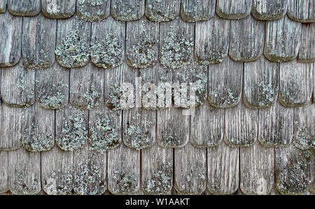Old weathered shingles with lichens Stock Photo
