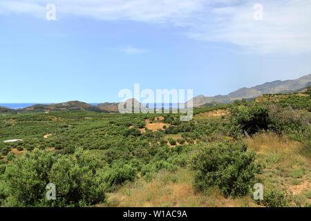 Olive plantations in Crete ,Greece, Europe Stock Photo
