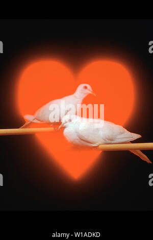 Two   Doves perched in front of a heart Stock Photo