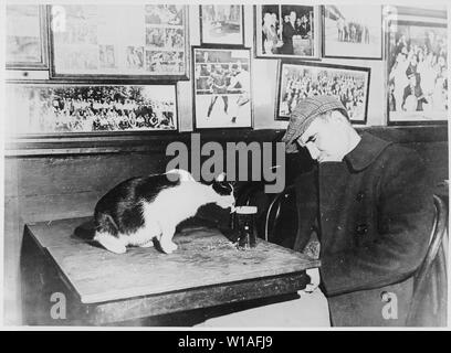 A patron of Sammy's Bowery Follies, a downtown bar, sleeping at his table while the resident cat laps at his beer, 12/1947  267 Bowery Stock Photo