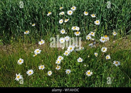A clump of Ox-Eye Daisies (Leucanthemum vulgare) growing by the side of a path in Purton Green, Suffolk, England Stock Photo