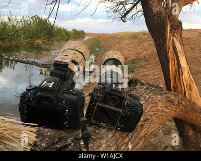 Camera Nikon D800 and Nikon D750, lens Tamron 150-600 g1 and g2 in Kalmykia Камера Никон Д750 и Д800 и объектив Тамрон 150-600 на съёмке дикой природы Stock Photo