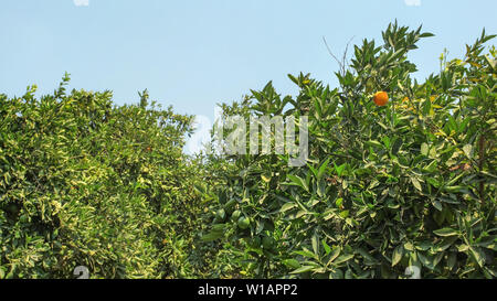 Citrus trees orchard most of fruits unripe green, only one getting orange. Stock Photo