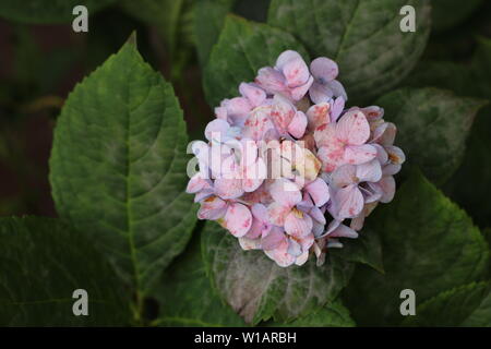 Pink Endless Summer Hydrangea Flower Stock Photo