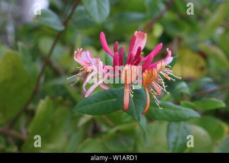 Goldflame / Pink Lemonade Honeysuckle Flower Stock Photo