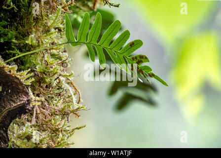 Common polypody fern Polypodium vulgare grows among thick moss. Polypodium vulgare, the common polypody, is a fern of the family Polypodiaceae. Stock Photo