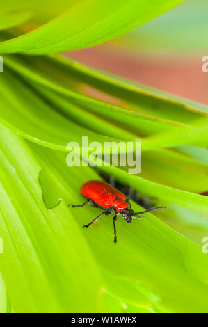Lily Beetle Lilioceris lilii seen on a lily leaf and the damage caused to the leaf   A member of the Chrysomelidae leaf bettle family  Red lily beetle Stock Photo