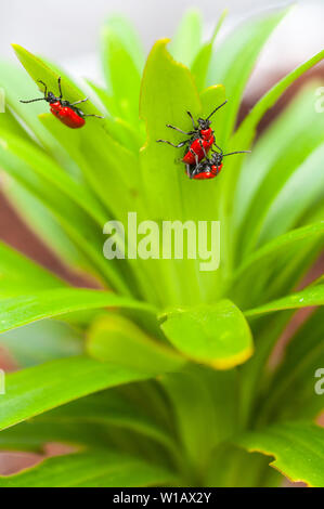 Lily Beetles Lilioceris lilii seen on a lily leaf and the damage caused to the leaf  A member of the Chrysomelidae leaf bettle family  Red lily beetle Stock Photo