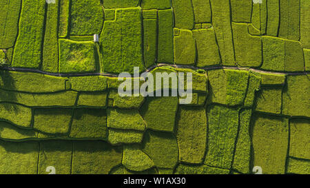 Abstract geometric shapes of agricultural parcels in green color. Bali rice fields. Aerial view shoot from drone directly above field.