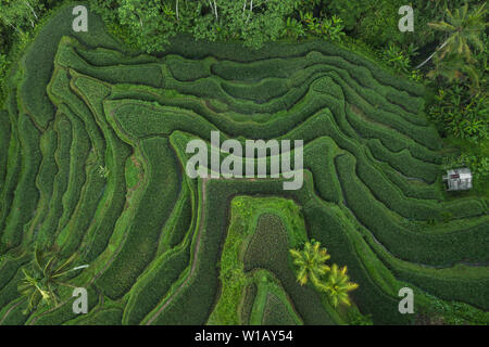 Aerial view of Tegallalang Bali rice terraces. Abstract geometric shapes of agricultural parcels in green color. Drone photo directly above field. Stock Photo