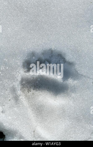 A single bear track in the summer snow in rural Alberta Canada. Stock Photo