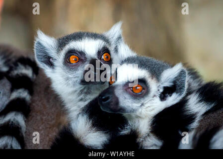 Ring-Tailed Lemurs closeup portrait, a large gray primate with golden eyes. Flock of animals Stock Photo