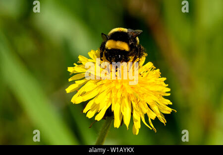 A bumble bee insect collecting nectar from a dandelion flower and has a tick stuck in the yellow band on his back. Stock Photo
