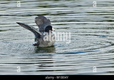 A wild coot duck " Fulica americana", in the lake water  flapping his wings at Maxwell lake near Hinton Alberta Canada. Stock Photo