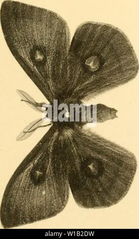Archive image from page 304 of Deutsche entomologische Zeitschrift Iris (1902). Deutsche entomologische Zeitschrift Iris . deutscheentomolo241910ento Year: 1902 Stock Photo